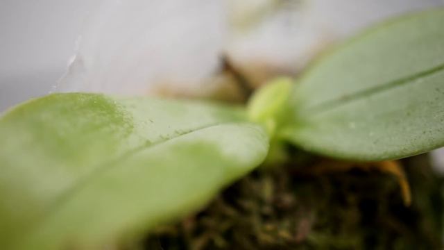 Spring 2016 Orchid Collection Update: Blooms, New Orchids, and Sun Burn (Yikes!) смотреть онлайн