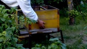 Содержание пчёл в магазинных наставках ~1