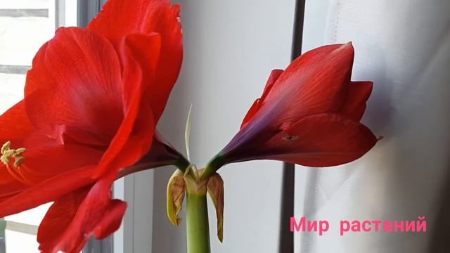 Амариллис/Красивый цветок ,для хорошего настроения.