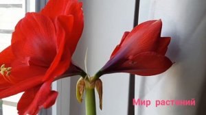 Амариллис/Красивый цветок ,для хорошего настроения.