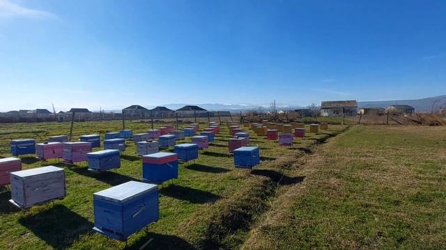 Пчелы на продажу2022.Дагестан.Дербент. Гельхен. Серая горная  кавказская порода пчел. смотреть онлайн
