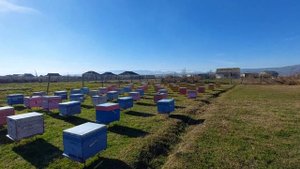 Пчелы на продажу2022.Дагестан.Дербент. Гельхен. Серая горная кавказская порода пчел.