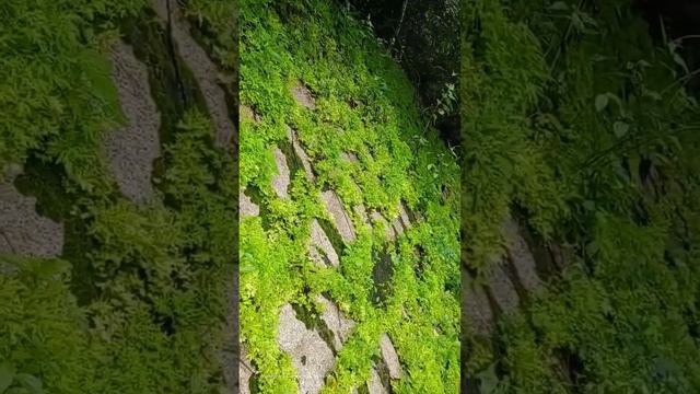 Công dụng của Trường sinh thảo Selaginella tamariscina смотреть онлайн