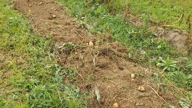 Копаем картошку китайской картофелекопалкой смотреть онлайн