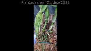 Como recuperei 3 orquídeas Cattleya labiata após viagem de 34 dias, sem água. | por Robério Ferreir