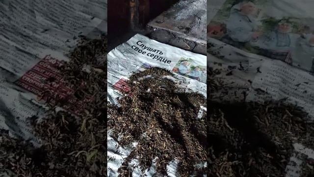 Целебный чай из черемухи.#чай#черемуха