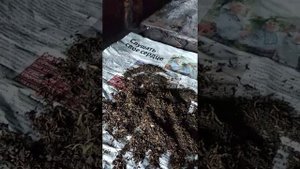 Целебный чай из черемухи.#чай#черемуха