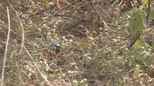 Beautiful Cinereous Tit || Great Tit  || Parus cinereus