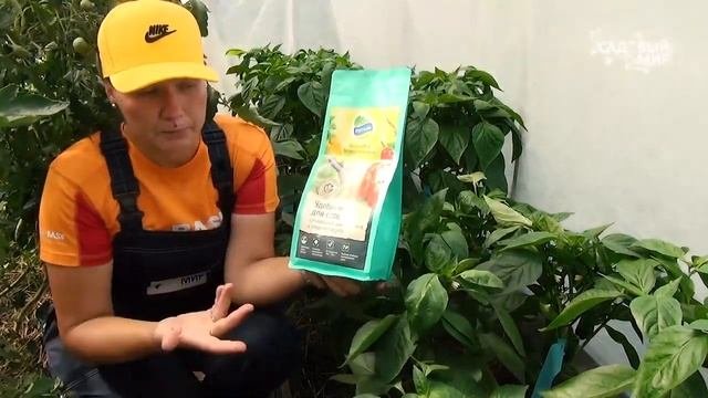 Выращивание перца Подкормки перца / Проект 