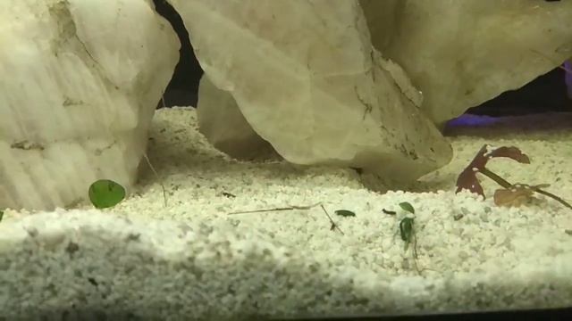 Наннакара неоновая. Nannacara neon blue смотреть онлайн