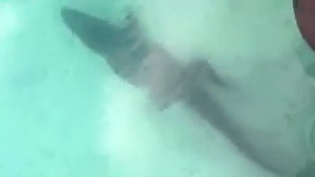 Bacalar. Crocodile in the lake. Бакалар. Крокодил в красивейшей лагуне - Семи Цветов (Siete Colores
