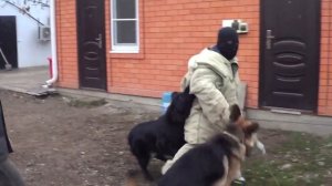 Немецкая овчарка . Охрана территории . Кобель 4 года , сука 1,2 года.