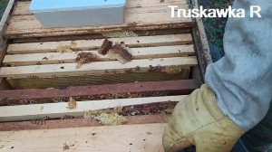 Пчёлы. Мёд осенью за заставной в маломёдных рамках . Зачем и что с ним делать. #TruskawkaR