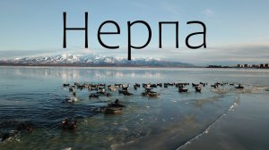 НЕРПА.