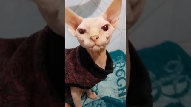 Говорящий сфинкс!!! Моя Бусинка-болтушка)) смотреть онлайн