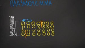 Урок№3 - Клеточная Мембрана - ПЛАЗМАЛЕММА - Строенеие Клетки