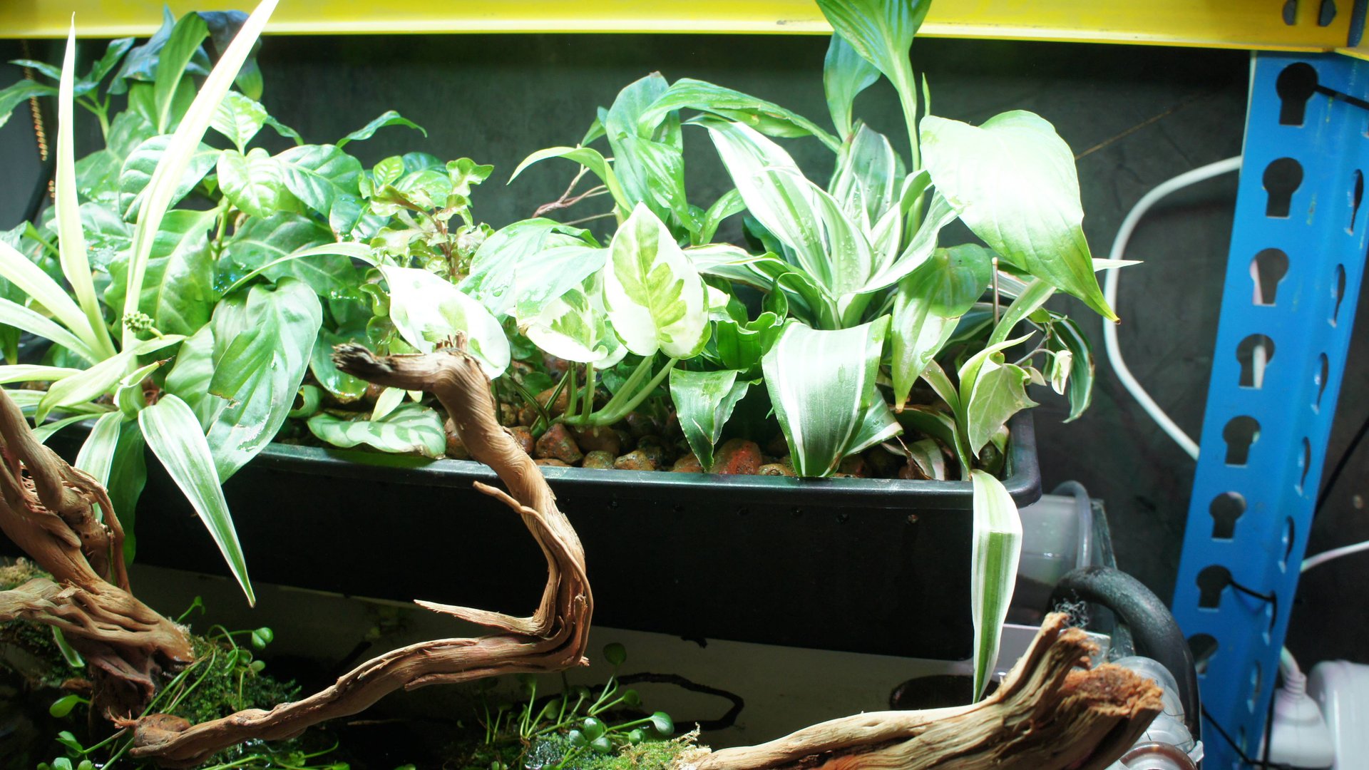 Фитофильтр для аквариума, плюсы и минусы смотреть онлайн