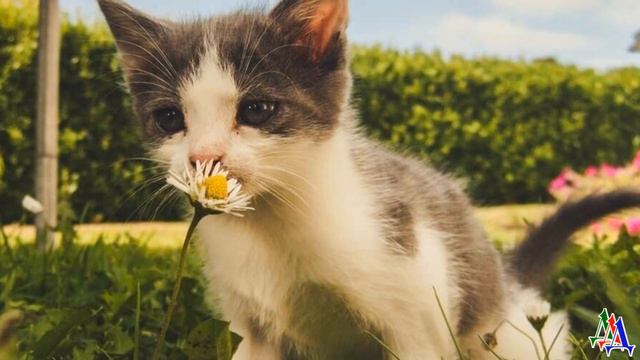 - Я буду делиться с ним едой! - домашний ПЁС убедил хозяйку приютить бездомного КОТЁНКА
