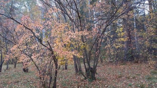 Клен Геннала, осенние тона. Небольшой обзор. смотреть онлайн