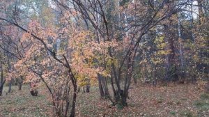 Клен Геннала, осенние тона. Небольшой обзор.