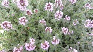 Тимьян ранний