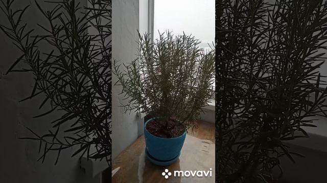 Вот такой поток дождя у нас в ноябре