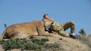 Беременная львица в саванне и Олег Зубков Тайган