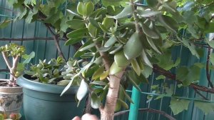 Денежное дерево  Практика  формирования кроны денежного дерева. Бонсай.