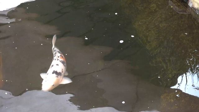 4К видео карпы кои. смотреть онлайн