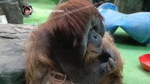 Суматранский орангутан самец Сандокан.