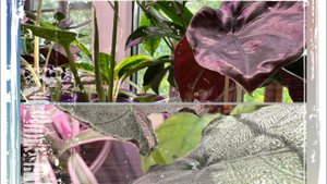 Распаковка посылки с растениями и пересадка! Нудное видео для терпеливых)! #алоказия #хойя