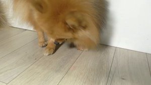ПРИЯТНОГО АППЕТИТА! - КАКИЕ ОВОЩИ ЕДЯТ ПОМЕРАНСКИЕ ШПИЦЫ / ГОВОРЯЩАЯ СОБАКА / КАНАЛ ШПИЦ РОНИ ПОМ