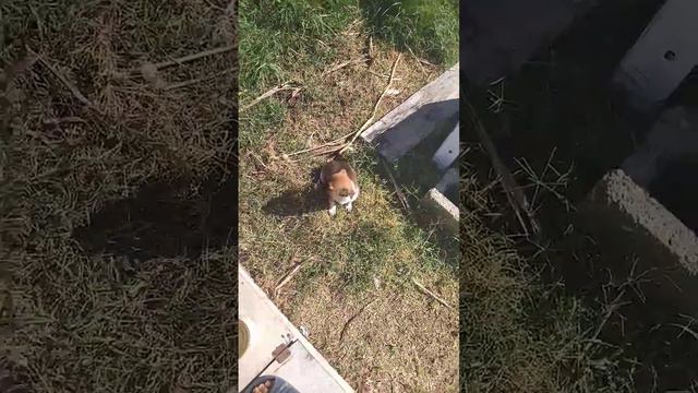 Черно-белый щенок смотреть онлайн