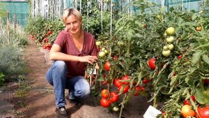 ТОМАТ КРАСНЫЙ ПЕТУХ ультраранний ,крупные вкусные плоды