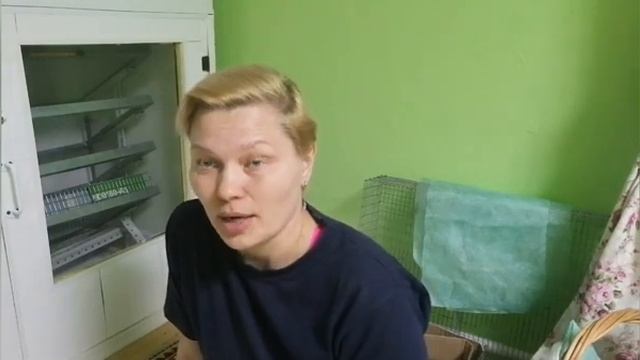 Инкубация гусиных яиц