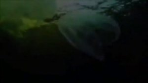 Удивительные морские животные, которых вы еще не видели # 2