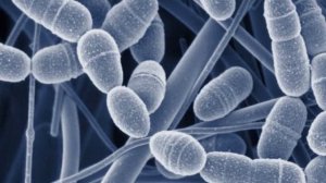 Вред дрожжей для здоровья