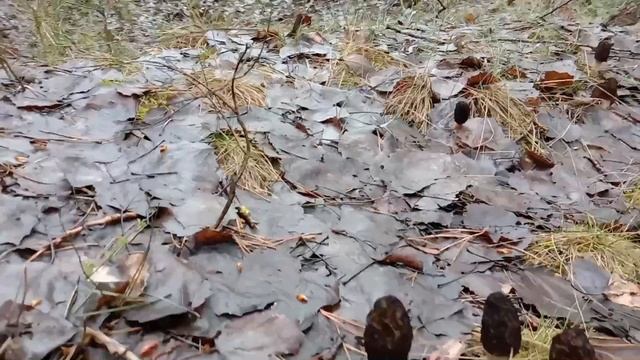 Весенние грибы. Волшебные полянки сморчков и строчков. Ностальгия в ожидании нового грибного сезона смотреть онлайн