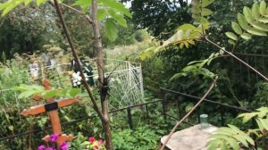 Усы длиннее тела. Огромное насекомое. Дровосек.