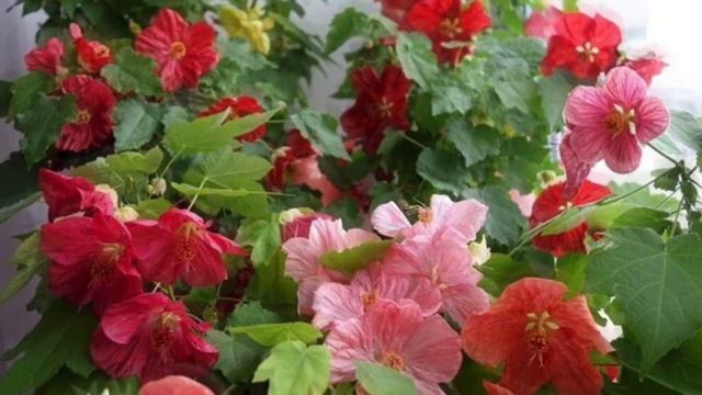 АБУТИЛОН / КОМНАТНЫЙ КЛЁН / АБУТИЛОН / ANUTILON смотреть онлайн