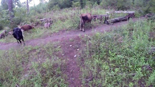 Абхазия Пицунда Туристы заблудились в лесу Осень 2021 год. смотреть онлайн