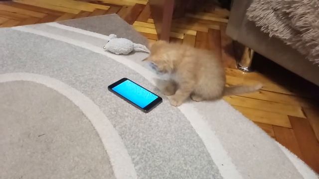 Кот ловит рыбку в телефоне смотреть онлайн