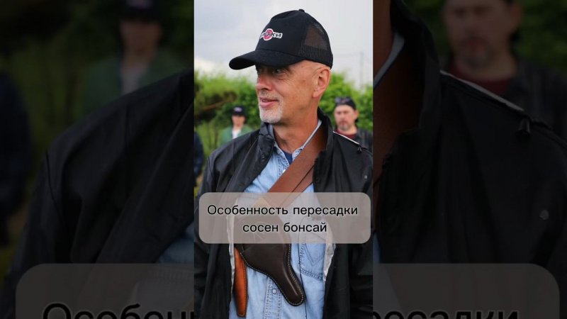 Особенности пересадки сосен бонсай.