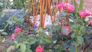 Розы из питомника ГРАНДИФЛОРА. Часть 1.