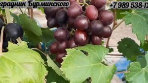 ГФ. Винограда ТОРНАДО (Калугин В.М.).