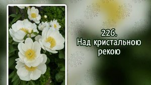 Гимны надежды 226 Над кристальною рекою (-)