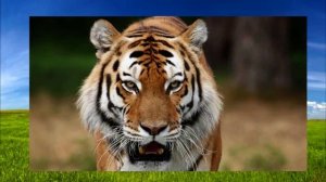 Хищные животные .