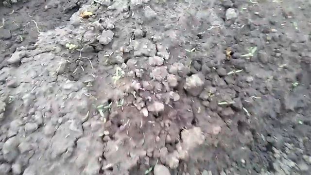 Всех с праздником Светлой Пасхи!!! Готовлю к празднику, всходят семена, медведка... смотреть онлайн