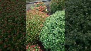 хризантема мультифлора в моем саду.