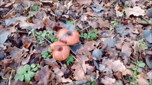 говорушка оранжевая развеселилась